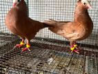Pigeons