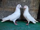 Pigeon
