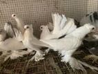 Pigeon