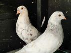 Pigeons