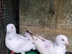Pigeon