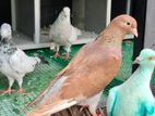Pigeons