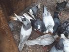Pigeons