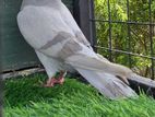 Pigeons