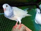 pigeon