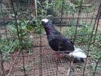 Pigeon