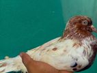 Pigeon