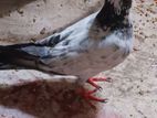 Pigeon