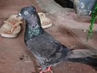 Pigeons