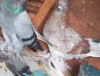 Pigeon