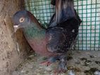 Pigeon