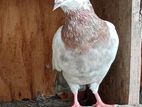 Pigeon