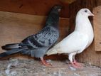 Pigeon