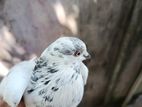 Pigeon