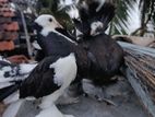 Pigeons