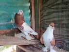 Pigeon