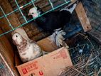 Pigeons