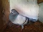 Pigeon