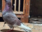 Pigeon