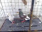 Pigeons