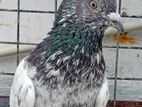 Pigeon