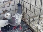 Pigeon