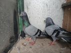 Pigeons