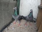Pigeon