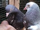 Pigeons
