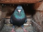 Pigeon