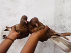 Pigeon