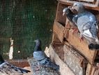 Pigeon