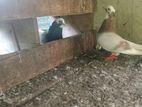 Pigeon