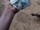 Pigeon