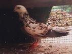 Pigeons