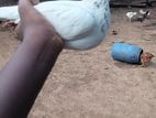 Pigeon