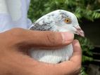 Pigeon