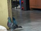 Pigeon