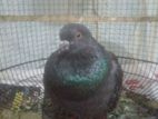 Pigeon
