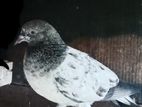 Pigeon