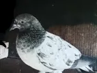 Pigeon