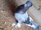 Pigeon