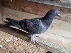 Pigeon