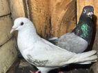 Pigeons