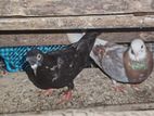 Pigeon