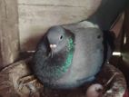 Pigeon