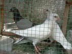 Pigeons
