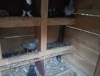 Pigeons