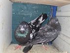 Pigeon