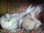Pigeon